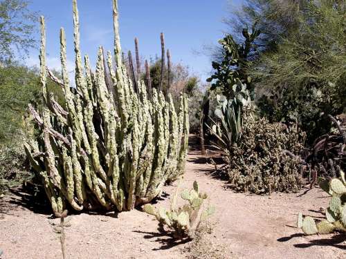 Cactus Desert Plant Hot Dry Nature