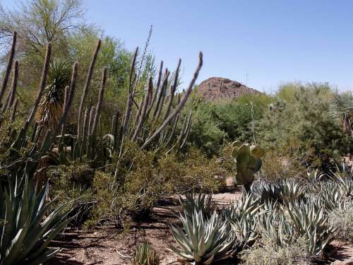 Cactus Desert Landscape Arizona Usa Nature