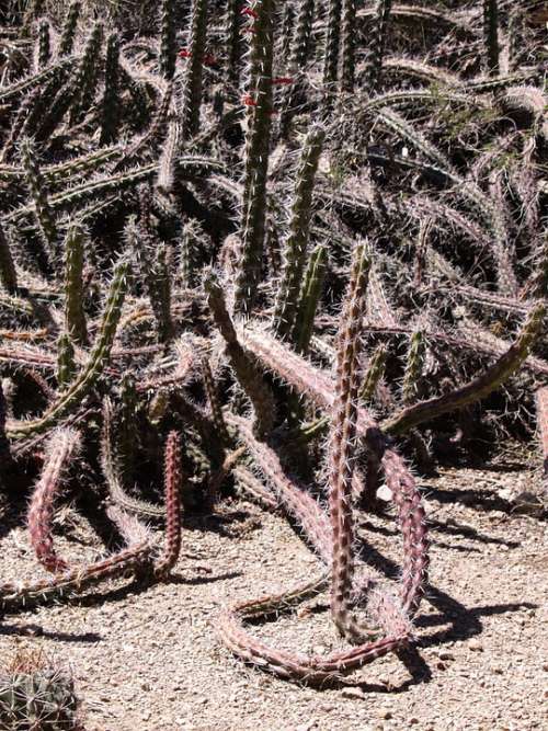 Cactus Desert Arizona Usa Dry Hot
