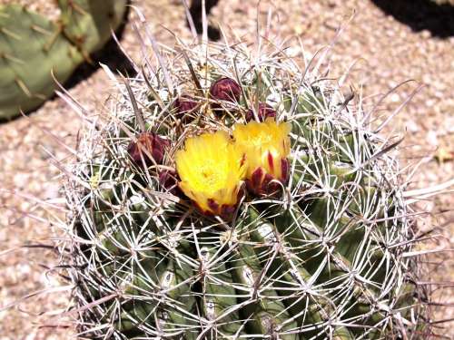 Cactus Blossom Desert Arizona Usa Nature Hot Dry