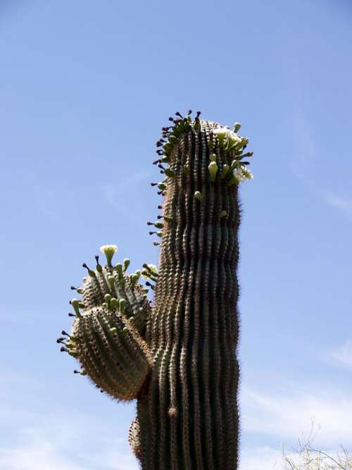 Cactus Blossom Plant Nature Hot Dry Arizona Usa