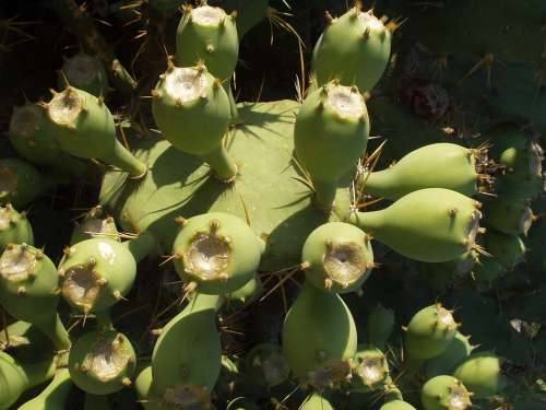 Cactus Plant Katusfeigen Sting