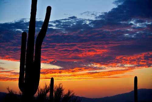 Cactus Sunrise Desert Landscape Nature Arizona