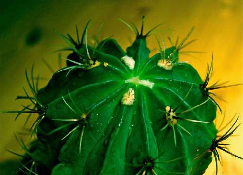 Cactus Spur Exotic Green Plant Aua Nature Well