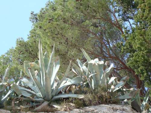 Cactus Mediterranean Mediterranean Sea Plant