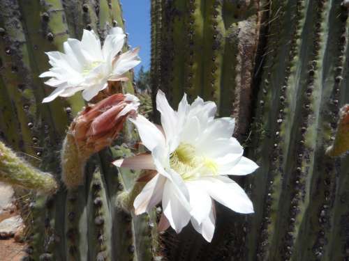 Cactus Blossom Bloom Cactus Flora Plant Blossom