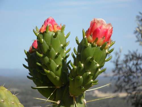 Cactus Blossom Cactus Bloom Blossom Bloom Flowers