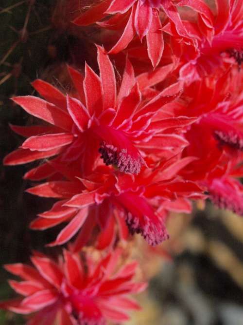 Cactus Blossom Cactus Greenhouse Bloom Red