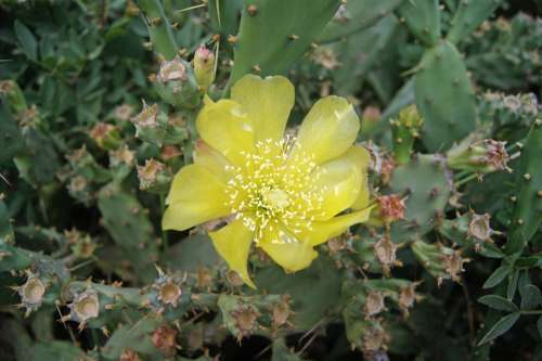 Cactus Flower Flowering Yellow Flora Lemon