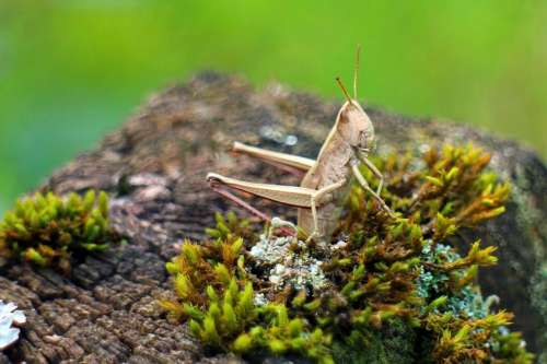 Caelifera Grasshopper Field Grasshopper