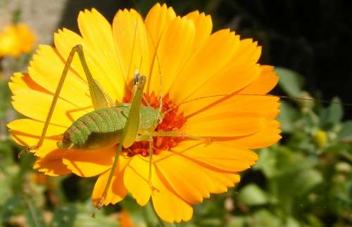 Caelifera Close-Up Flower Grasshopper Orthopteraa