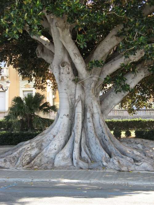 Calabria Italy Reggio Calabria Sun Summer Tree