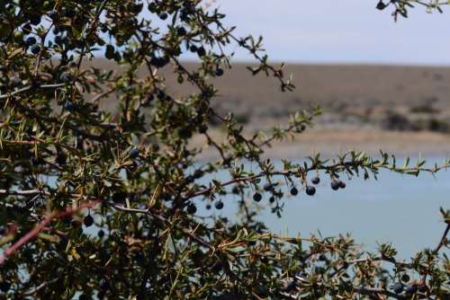 Calafate Fruit Patagonia Argentina Only