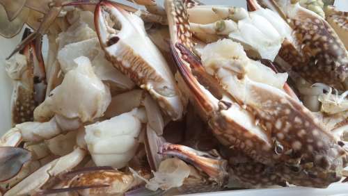 Calamari Sea Food Seafood Fish Restaurant Meal
