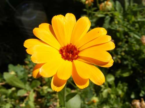 Calendula Cosmetic Culinary Flowers Homeopathic