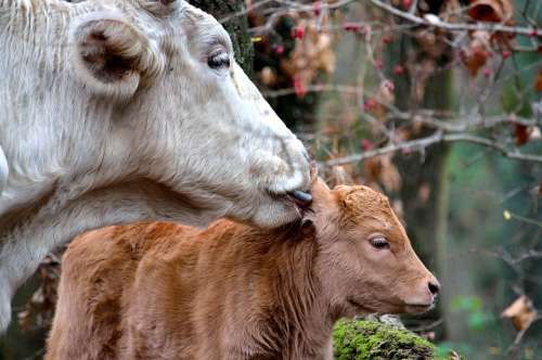 Calf Cow Mom Mom And Son Animals Cuddles
