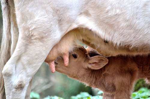 Calf Cow Mom Mom And Son Animals Breastfeed