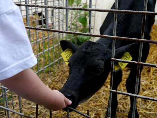 Calf Feed Straw Stall Black Petting Zoo Farm