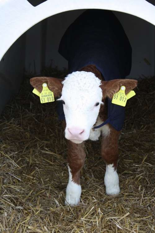 Calf Cattle Farm Stand Animal