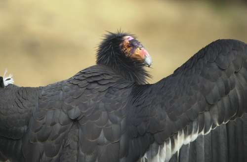 California Adult An Portrait Bird Condor Birds