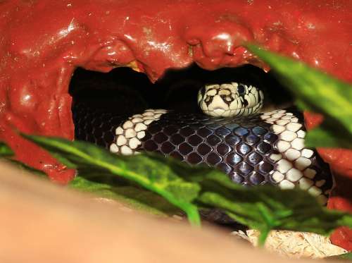 California Getula Chain Natter Snake King Snake
