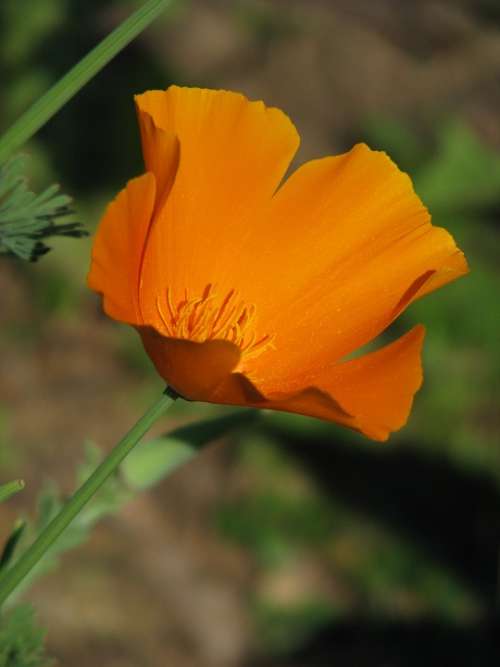 California Poppy Poppy Eschscholtzia California