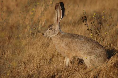 Californicus Lepus Jackrabbit Tailed Rabbit Bunny