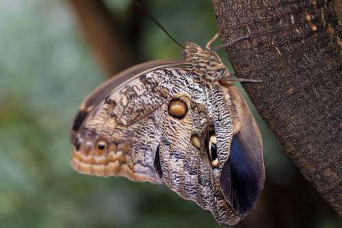 Caligo Eurilochus Eyes Butterfly Exotic Tropics