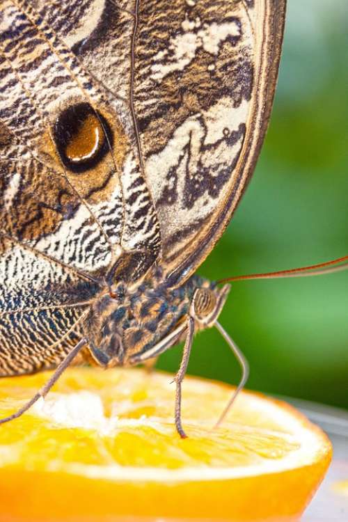 Caligo Eurilochus Eyes Butterfly Exotic Tropics