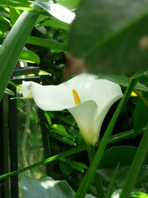 Calla Flower Blossom Bloom White Common Calla