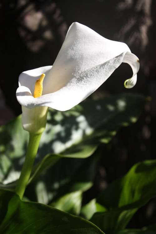 Calla Flower White Blossom Bloom Nature