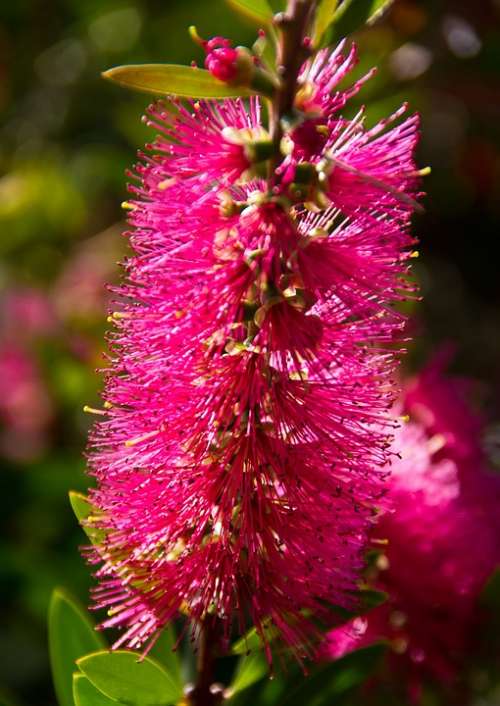 Callistemon Bottle-Brush Flower Australian Native