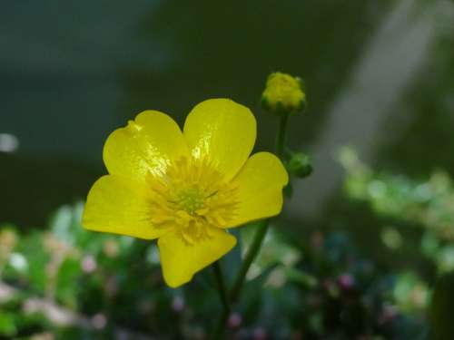 Caltha Palustris Pond Pond Plant Yellow