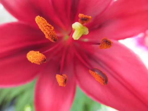 Calyx Pistil Pollen Lily Blossom Bloom Flower