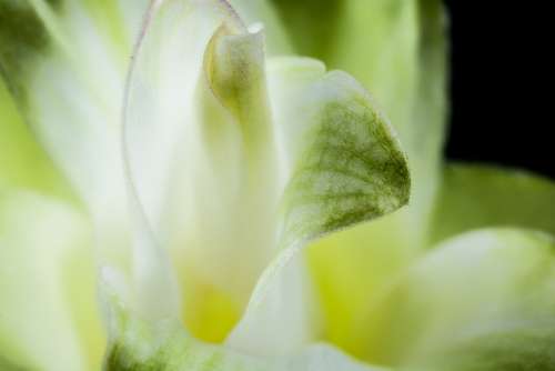 Calyx Flower Blossom Bloom White Green Close Up
