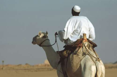 Camel Camel Riders Ride Dromedary Egypt Desert
