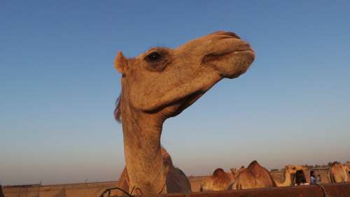 Camel Dromedary Animal Head Desert Uae