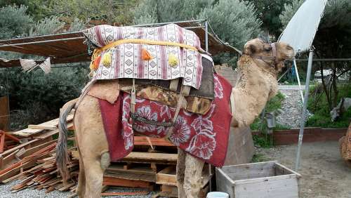 Camel Dromedary Desert Turkey Safari Animal Hump