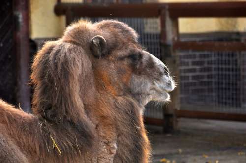 Camel Zoo Zweihoeckriges Desert Ship Tiergarten