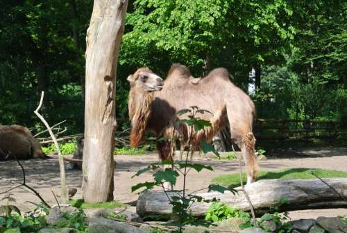 Camel Nature Wild Animals