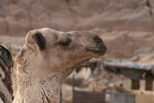 Camel Animal Portrait