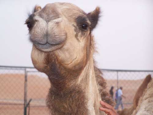 Camel Desert Transportation Dubai