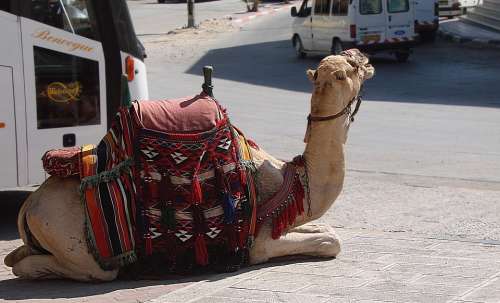 Camel Animal Resting Heat Harness Bridle Saddle