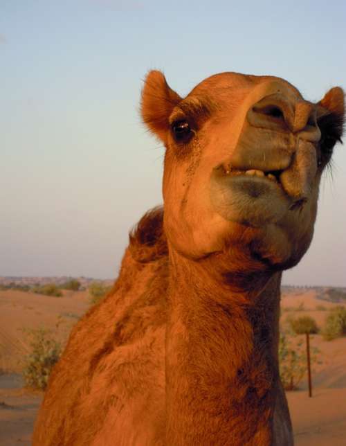 Camel Animal Dubai Desert Safari Sand