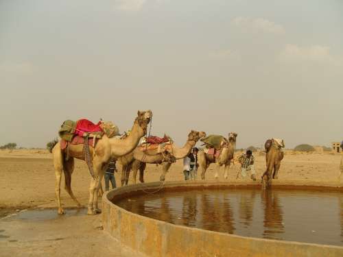 Camel India Kuri