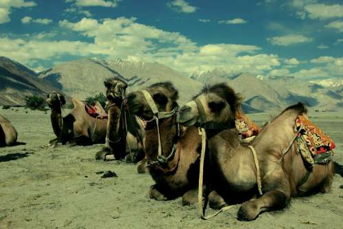Camel Ladakh Desert India Tibet