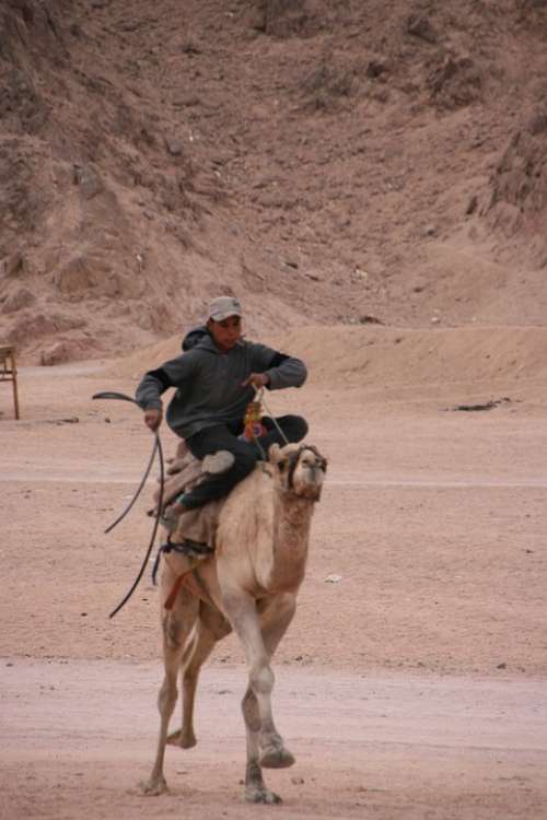 Camel Riding Egypt Sinai Desert Camel Bedouin