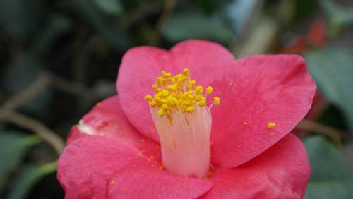 Camellia Camellia Japonica Tea Tree Plant