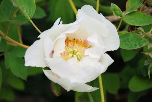 Camellia Shrub Garden Flower Petals Pollen