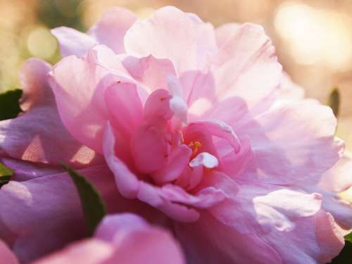 Camellia Pink Velvety Dreamy Romantic Beautiful